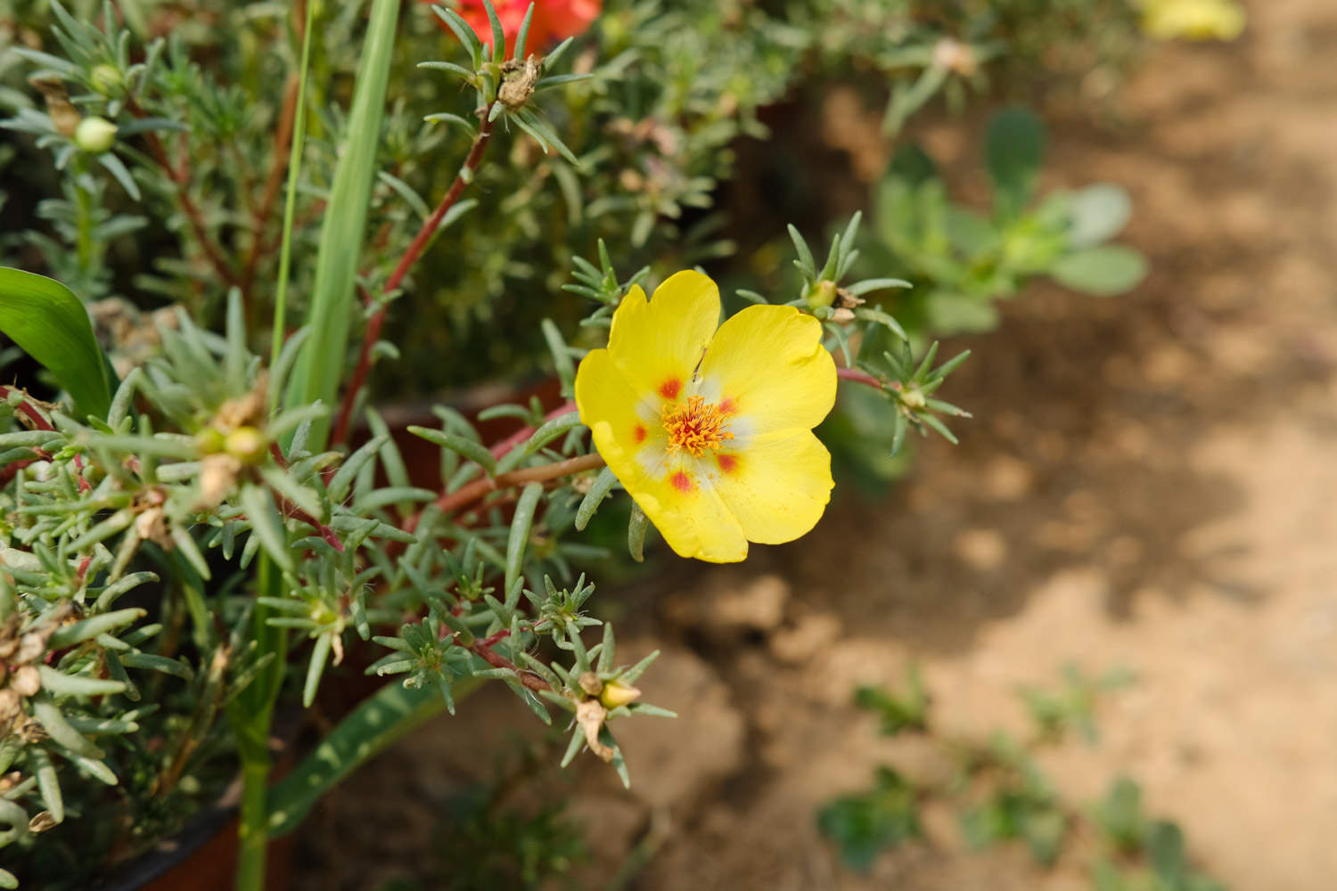 太陽花爛根怎么處理