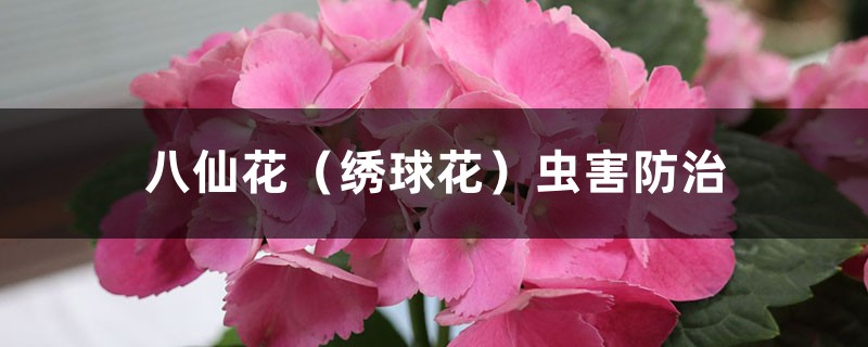 <b>八仙花（繡球花）蟲害防治</b>