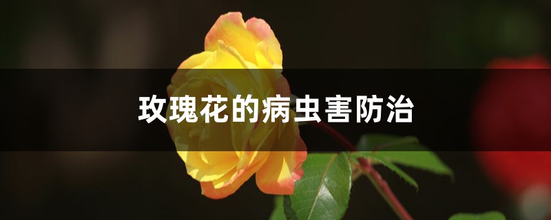 <b>玫瑰花的病蟲害防治</b>