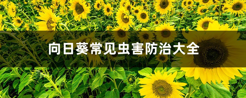 <b>向日葵常見蟲害防治大全</b>