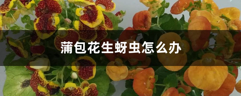 <strong>蒲包花生蚜蟲怎么解決，怎么處理</strong>