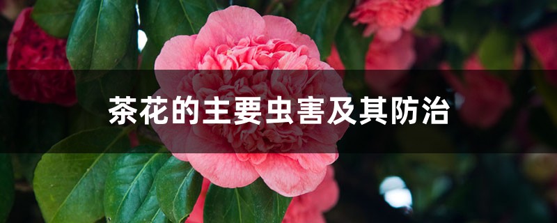 <strong>茶花的主要蟲害及其防治</strong>