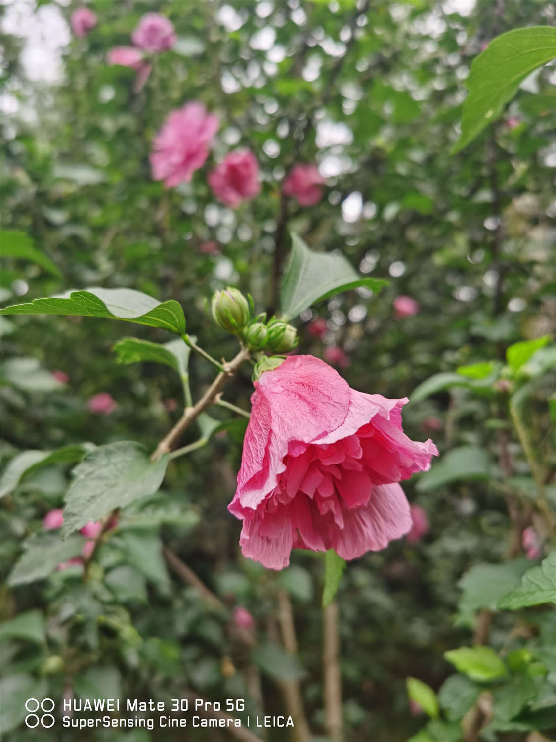 木槿的蟲害防治