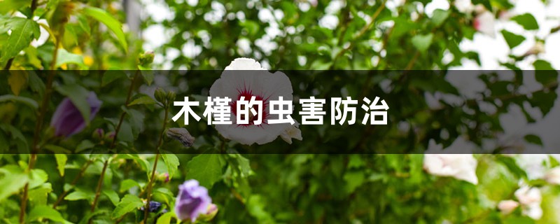 <b>木槿的蟲害防治</b>