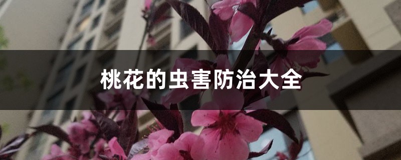 <b>桃花的蟲害防治大全</b>