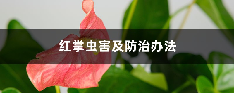 <strong>紅掌蟲害及防治辦法</strong>