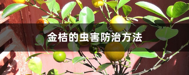 <b>金桔的蟲(chóng)害防治方法</b>