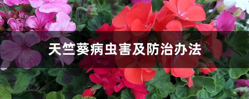 <strong>天竺葵病蟲害及防治辦法</strong>