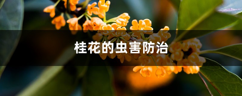 <b>桂花的蟲害防治</b>