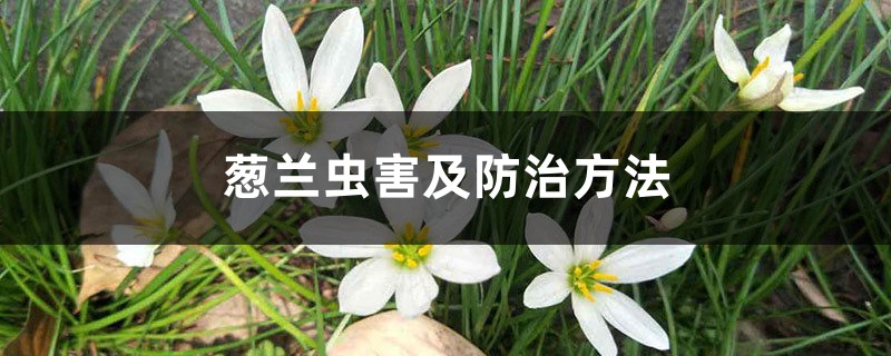 <b>蔥蘭蟲害及防治方法</b>