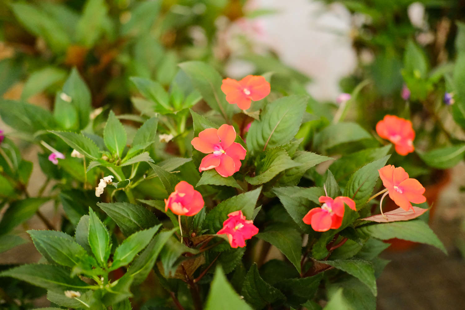 鳳仙花常見蟲害及防治方法