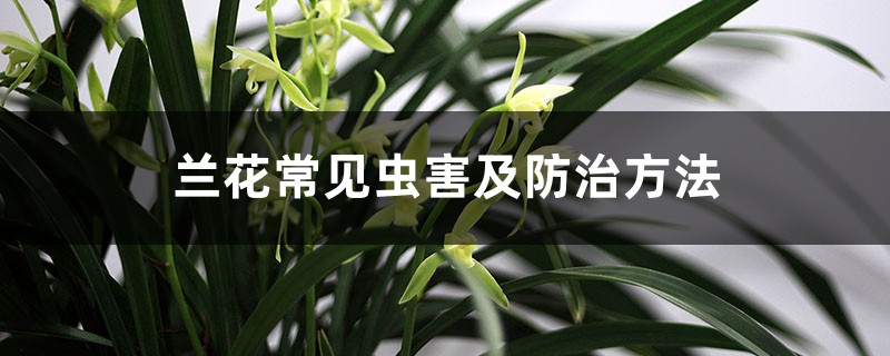 <b>蘭花常見蟲害及防治方法</b>