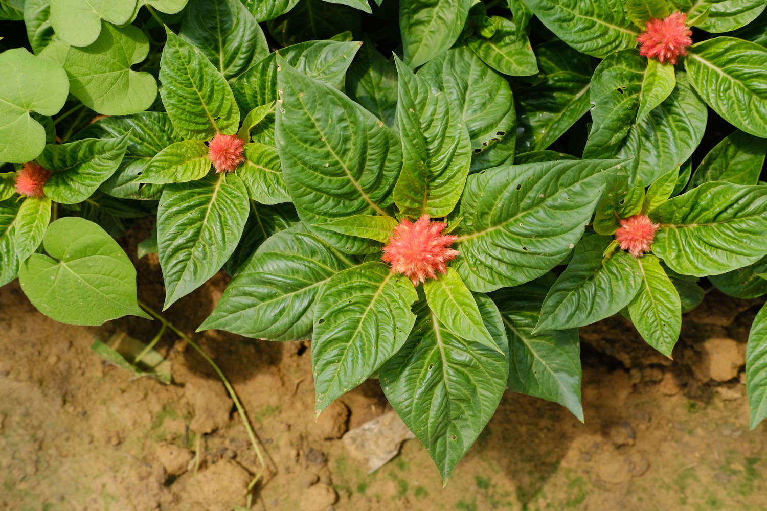 雞冠花的蟲害及防治方法