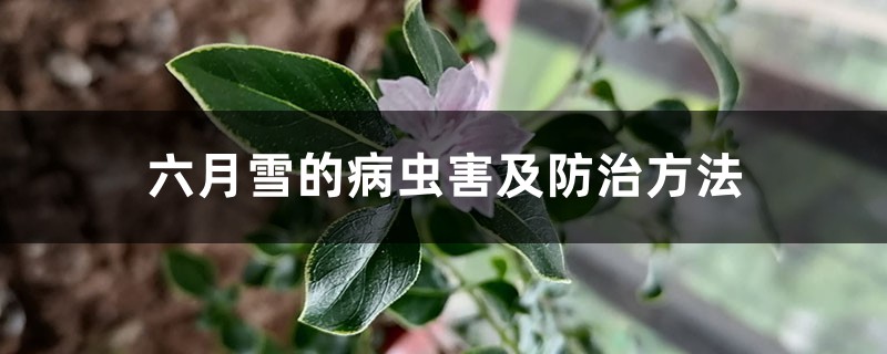 <strong>六月雪的病蟲害及防治方法</strong>