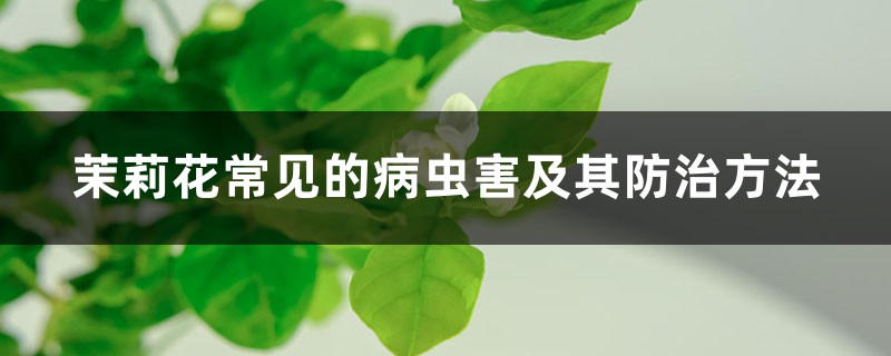 <strong>茉莉花常見的病蟲害及其防治方法</strong>