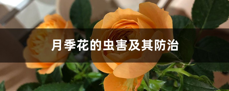 <b>月季花的蟲害及其防治</b>