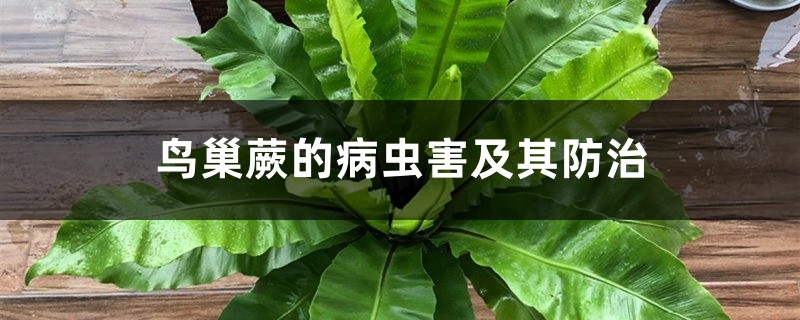 <strong>鳥巢蕨的病蟲害及其防治</strong>