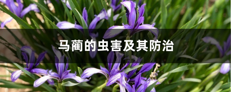 <strong>馬藺的蟲害及其防治</strong>