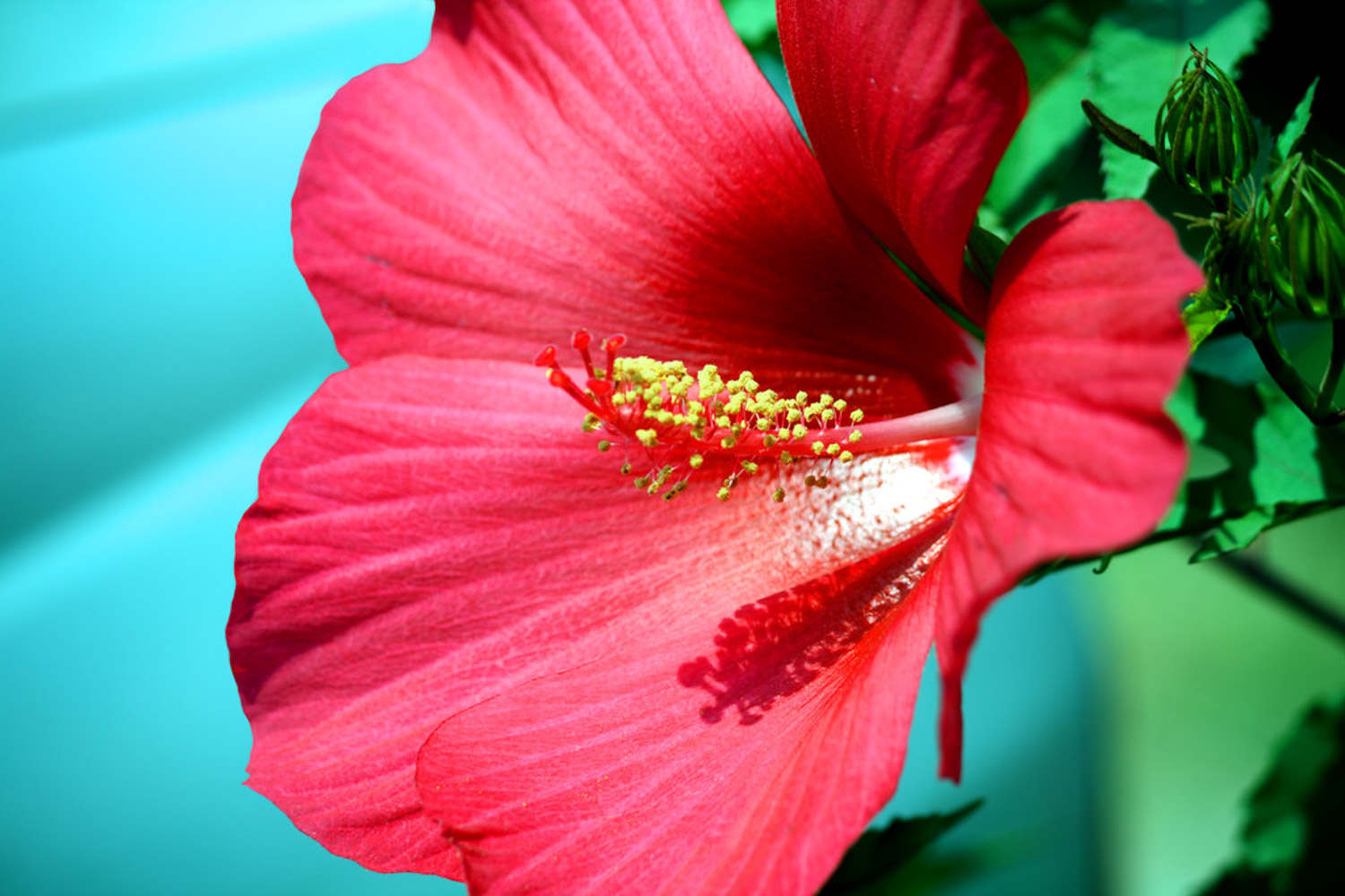 木芙蓉花的病蟲害及其防治