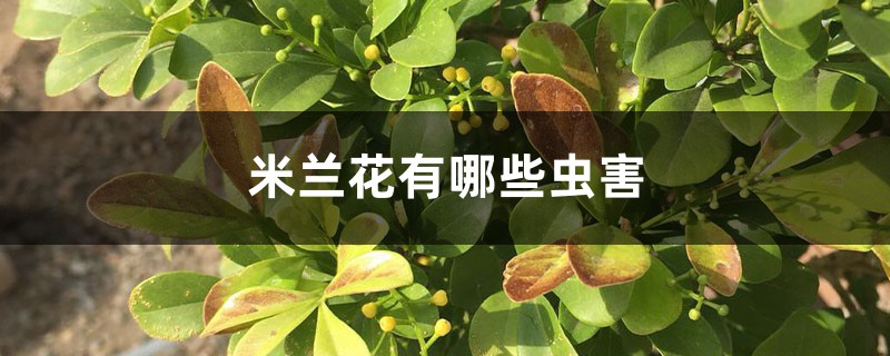 <b>米蘭花有哪些蟲害</b>