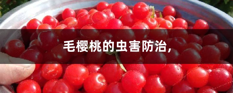 <b>毛櫻桃的蟲害防治,</b>