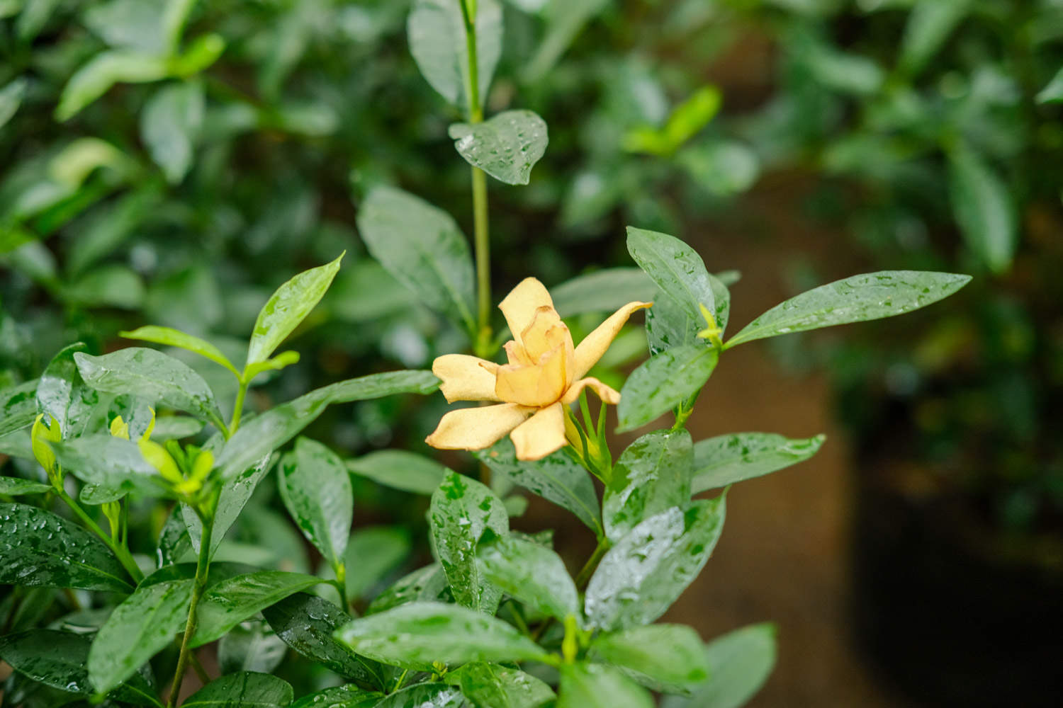 梔子花長白粉虱怎么解決，怎么處理