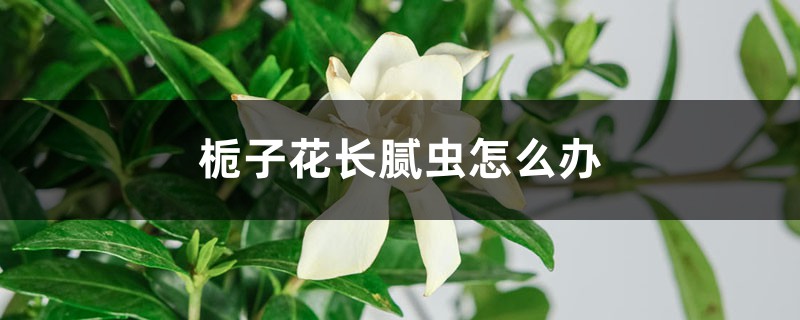 <strong>梔子花長膩蟲怎么解決，怎么處理</strong>