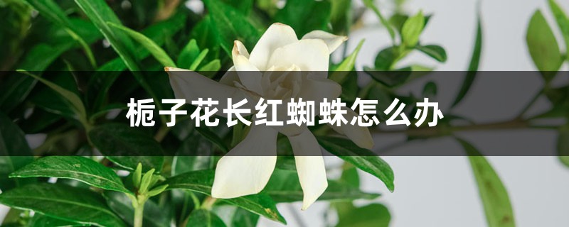 <strong>梔子花長紅蜘蛛怎么解決，怎么處理</strong>