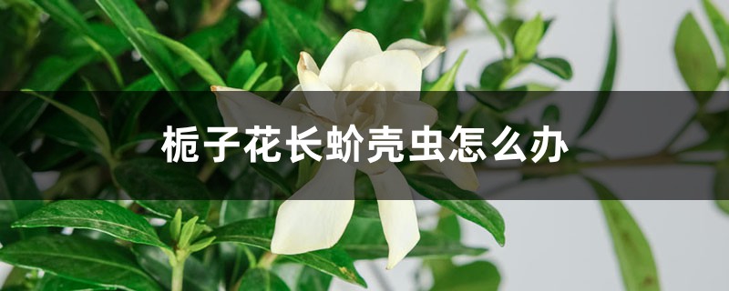 <strong>梔子花長蚧殼蟲怎么解決，怎么處理</strong>