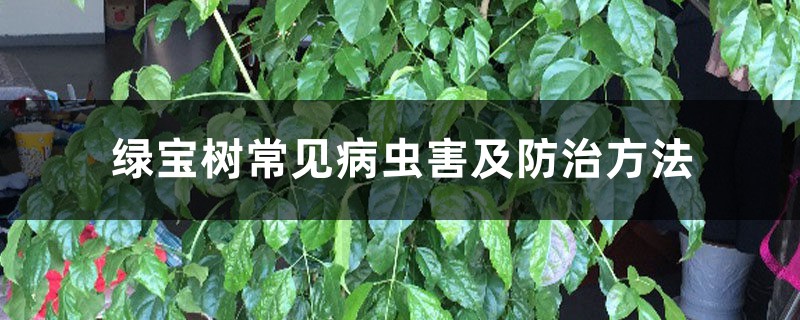 <strong>綠寶樹常見病蟲害及防治方法</strong>