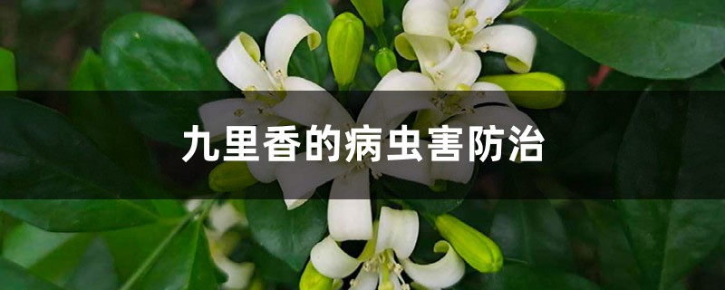 <b>九里香的病蟲害防治</b>