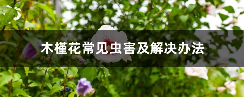 <b>木槿花常見蟲害及解決辦法</b>