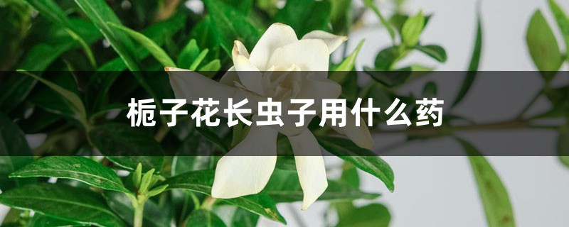 <b>梔子花長蟲子用什么藥</b>