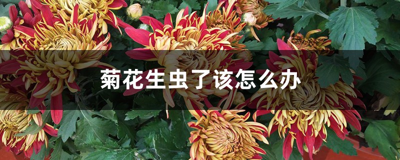 <strong>菊花生蟲了該怎么解決，怎么處理</strong>