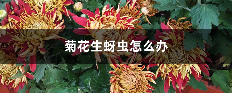 <strong>菊花生蚜蟲怎么解決，怎么處理</strong>