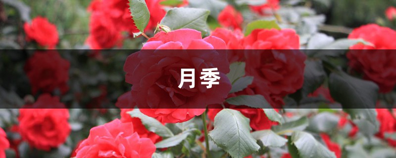 <b>月季花愛招蟲，給你支3招，讓它從此擺脫“藥罐子”稱號！</b>