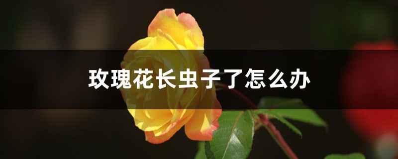 <b>玫瑰花長蟲子了怎么解決，怎么處理</b>