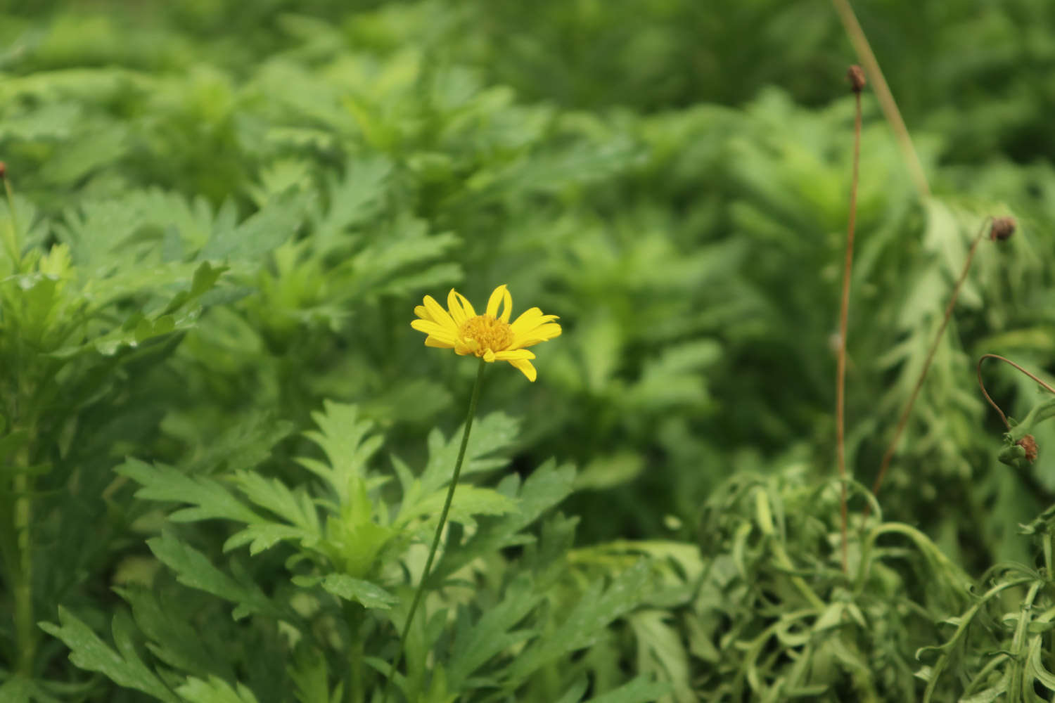 菊花里面的小黑蟲是什么，怎么去除