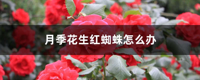 <strong>月季花生紅蜘蛛怎么解決，怎么處理</strong>