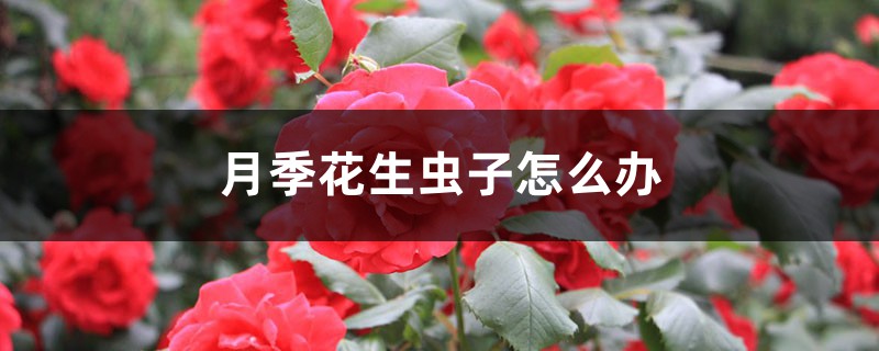 <strong>月季花生蟲子怎么解決，怎么處理</strong>