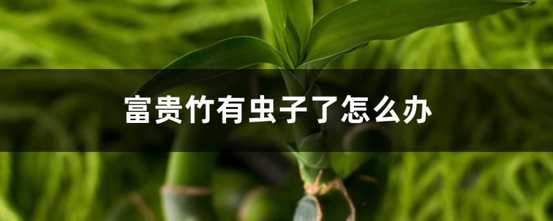 <strong>富貴竹有蟲子了怎么解決，怎么處理，生蟲可以用多菌靈嗎</strong>