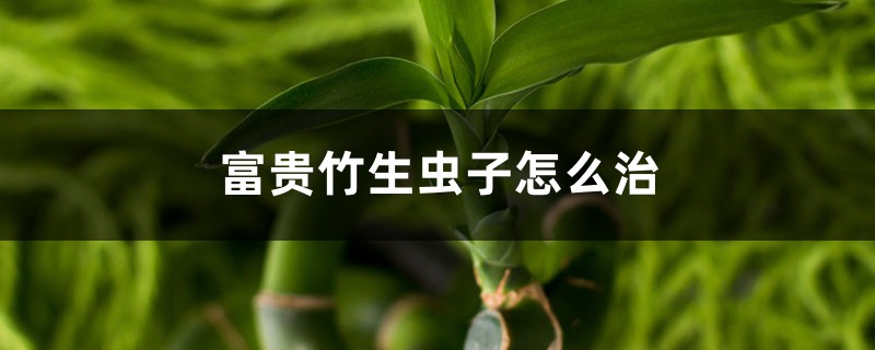 <strong>富貴竹生蟲子怎么治，生蟲子了用什么藥</strong>