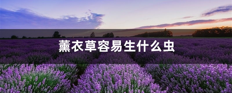 <b>薰衣草容易生什么蟲，薰衣草生蟲怎么處理</b>