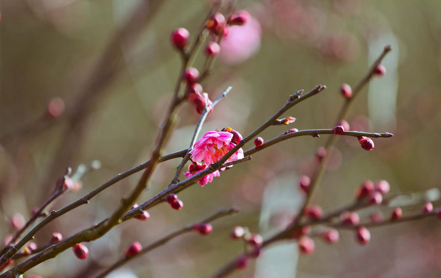 梅花盆景生蟲如何處理，梅花樹生蟲了怎么解決，怎么處理