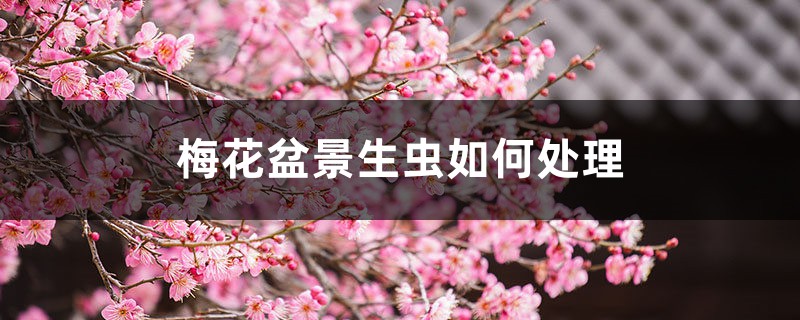 <b>梅花盆景生蟲如何處理，梅花樹生蟲了怎么解決，怎么處理</b>