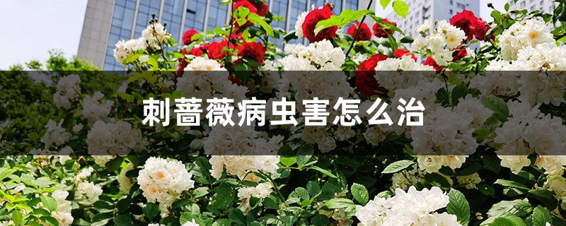 <strong>刺薔薇病蟲害怎么治</strong>