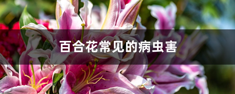 <strong>百合花常見(jiàn)的病蟲(chóng)害</strong>