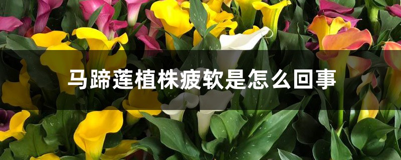 <strong>馬蹄蓮植株疲軟是怎么回事</strong>