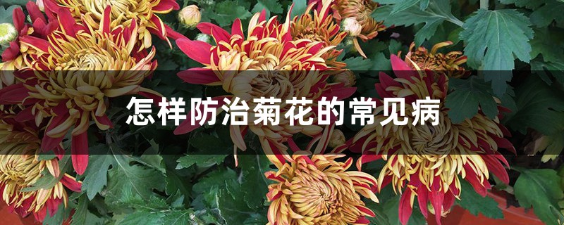 <b>怎樣防治菊花的常見病</b>