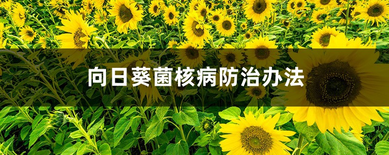 <b>向日葵菌核病防治辦法</b>